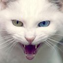 ���� ����, ����� - ��������� 18 �������� 2015 � ������ �PetLove�