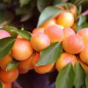  Igor, , 51  -  20  2015    