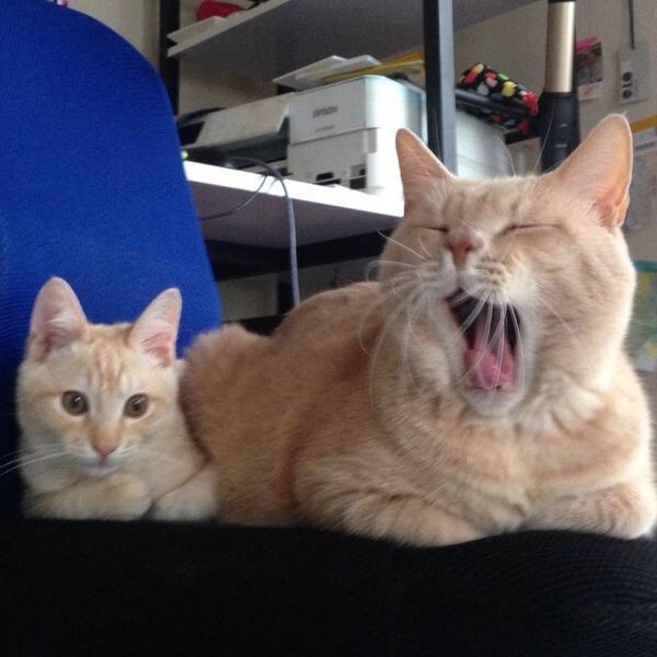 Котики - муркотики - 19 июля 2015 в 04:25