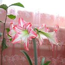 ���� ����, ��� - ��������� 27 ���� 2015 � ������ ���� ����������