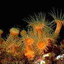 �������� �� ������� ��������-��������