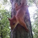 ���������� ��������� �� ������� �������