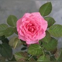 ���� �����, ����, 82 ���� - ��������� 6 ������� 2015 � ������ �����ۻ