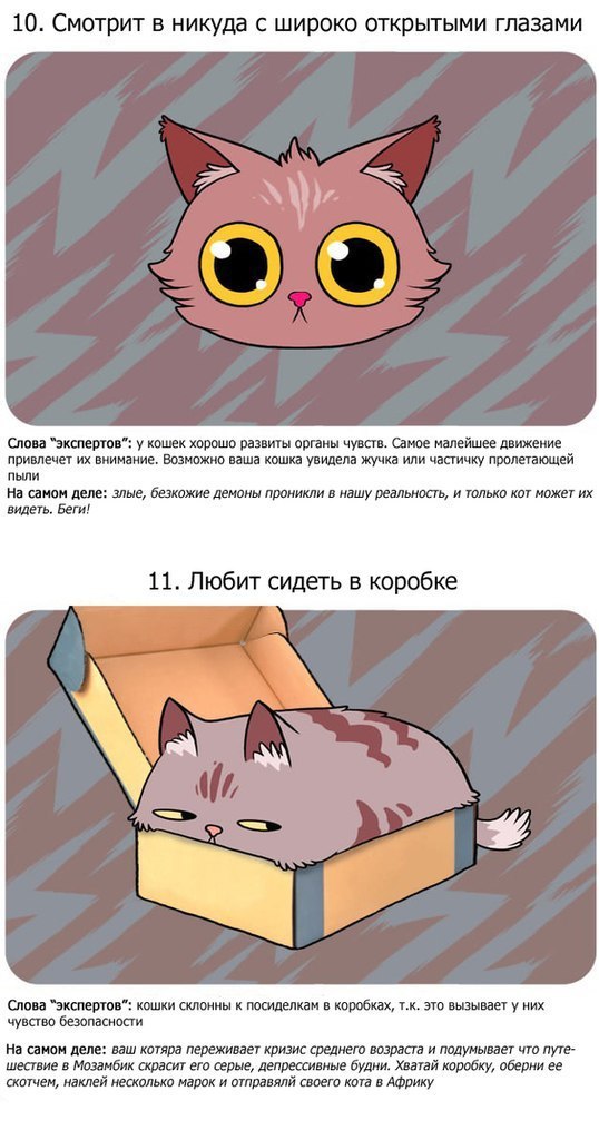 Факты о котиках