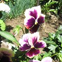 ���� �������, ��������, 66 ��� - ��������� 11 ���� 2015 � ������ ���� ����������