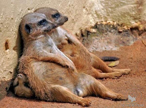 ������� ������ - "73-������ �������� ����� ������� �������, ��� �� ����� �������� ������ ���� ...
