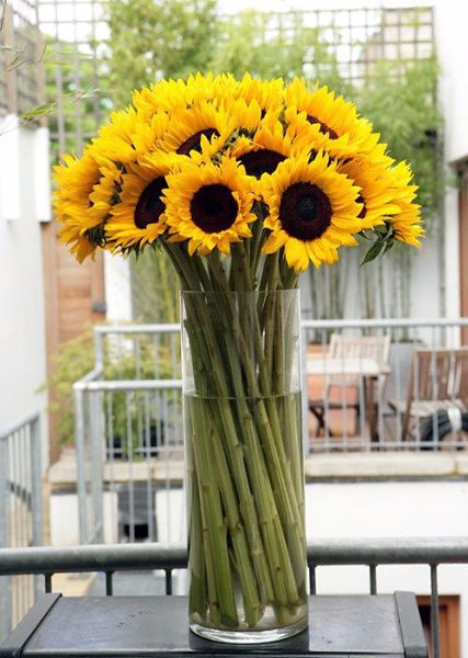 Beautiful Sunflower - 4