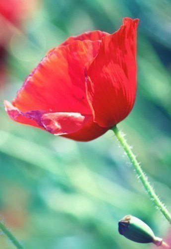   -   .   ,  , ,  ... - 3