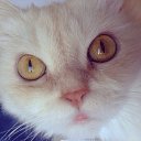 ���� ������, �����-��������� - ��������� 15 ���� 2015 � ������ ���� ����������