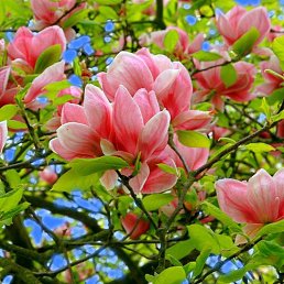 ������, ������, 43 ����