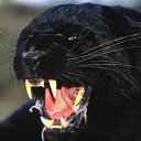 ���� ����@, �����������, 49 ��� - ��������� 17 ������� 2015 � ������ ���� ����������