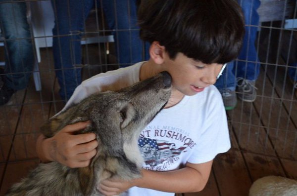  The Wolf Sanctuary of Pennsylvania      . ... - 4