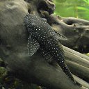 ���� ���������, �������, 57 ��� - ��������� 13 ���� 2015 � ������ ������ ��������