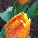 ������� ����� ����� 4.05.2015