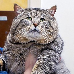 ���� ����, �������, 50 ��� - ��������� 30 ������� 2015