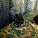 ���� ����, ��������� - ��������� 7 ������ 2015 � ������ ���� ����������