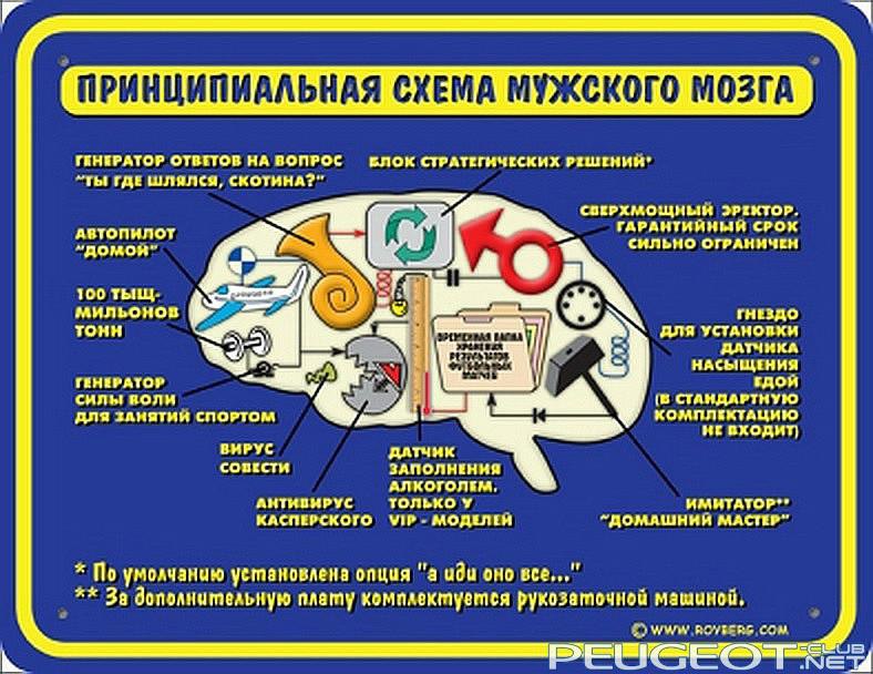 Генерировать ответ. Схема мужского мозга. Принципиальная схема мужского мозга. Мозг мужчины и женщины. Мозг мужчины и мозг женщины.