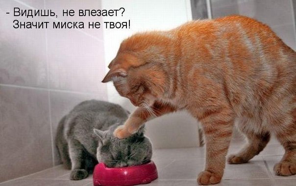 ������ - 29 ������� 2015 � 17:33