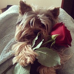 ������ �����