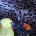 ���� �����, �����, 54 ���� - ��������� 26 ������� 2016 � ������ ���� ��������