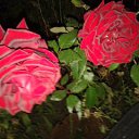 ���� Evgeniy, ������, 66 ��� - ��������� 26 ������� 2016