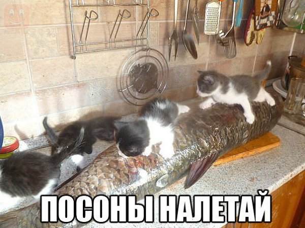     - 12  2015  13:01