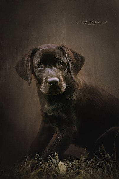 ������ ������ - 26 �������� 2015 � 21:47