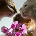  , , 102  -  21  2015    