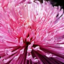 ���� Aleksey, ���������, 44 ���� - ��������� 17 ������ 2015 � ������ ������������