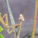 ����. �� ������� ���� ����������