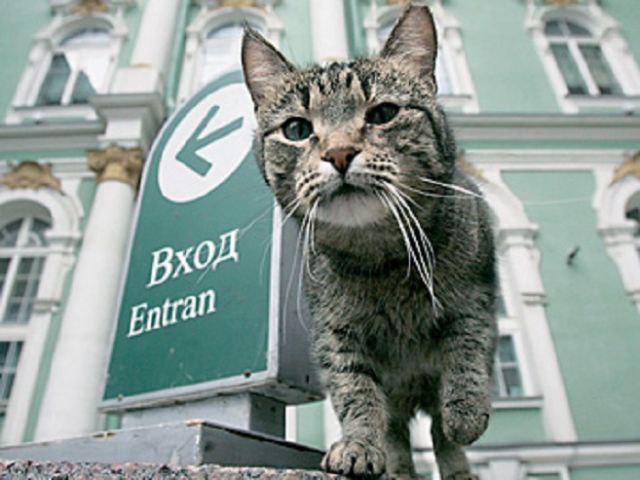 Коты эрмитажа презентация