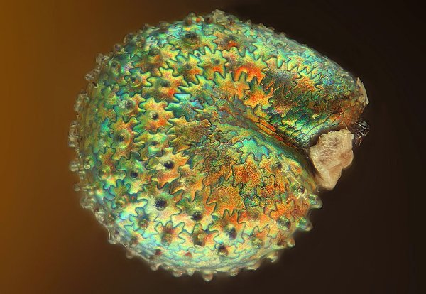 Семечко портулака, фотография Яньпин Ванг из Пекина. (Olympus BioScapes)