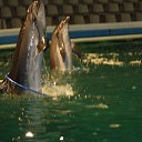  Valentina,  -  4  2015   