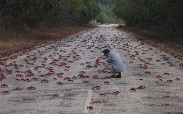 Есть такая чудесная штука, называется crab bucket theory — «теория ведра с крабами». Если вкратце, ...