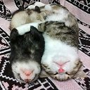 ���� �����, ���� - ��������� 29 �������� 2015 � ������ ������ ��������