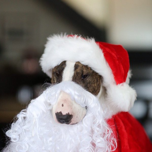 Начинаем готовить бультерьера к Новому Году! Каждый новый год все больше людей начинают переживать ...