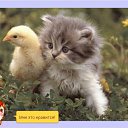 ���� ���������, ��, 64 ���� - ��������� 23 ������� 2015 � ������ ������ ��������