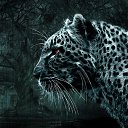 Snow_Leopard_