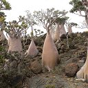 ���� �������, �����������, 74 ���� - ��������� 20 ������ 2016