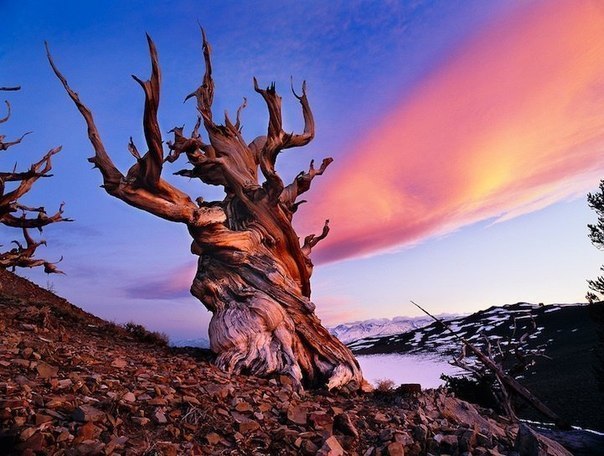     .   - (Great Basin National Park), , ... - 2