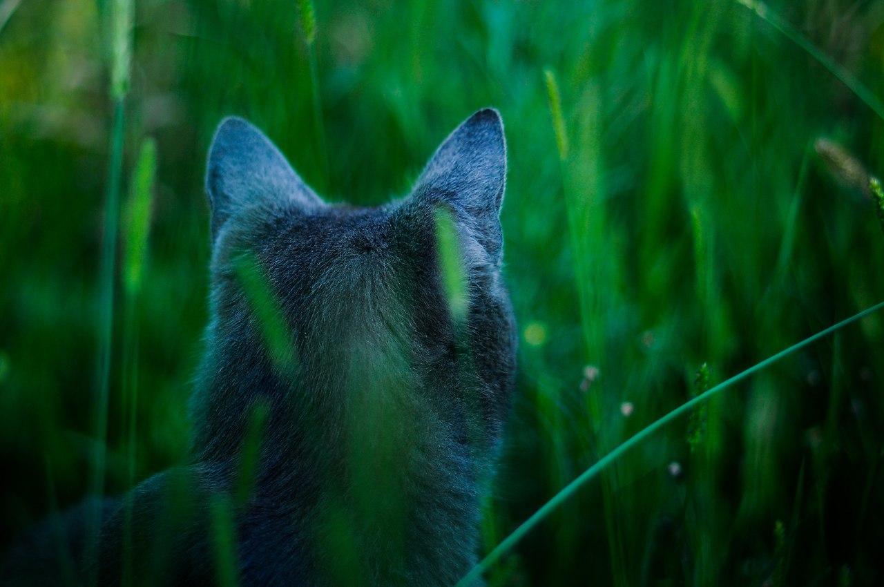 CATS OF ALL - 21  2016  23:50