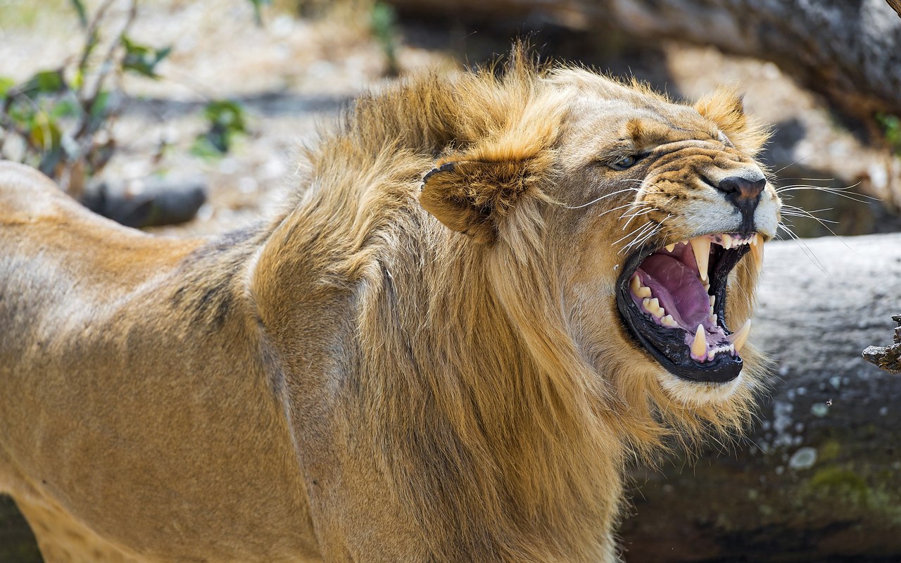 �������� ������ �������� - 3 ������� 2015 � 12:49 - 2