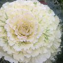 ���� �������, ����� - ��������� 1 ������� 2015 � ������ ���� ����������