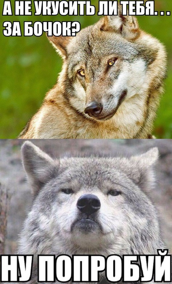 Покусаю тебя любимый. Кусь мем с котом. Не кусай руку которая тебя кормит. Правильно натасканная совесть никогда не грызет своего. Включи не кусай.