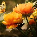 ���� ˸����, ������� - ��������� 22 ������� 2016