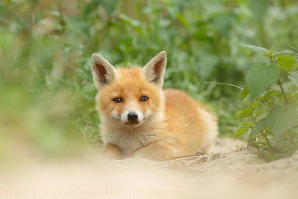 Roeselien Raimond. - 2