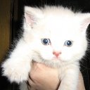 ���� ������, �����-���������, 70 ��� - ��������� 4 ������ 2015 � ������ ����� �����