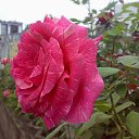 ���� �����, ��� - ��������� 20 ������ 2016 � ������ ������ ��������