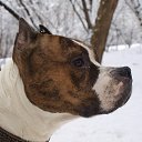 ���� ��� ���������, ������, 40 ��� - ��������� 15 ������ 2016 � ������ ���� ����������