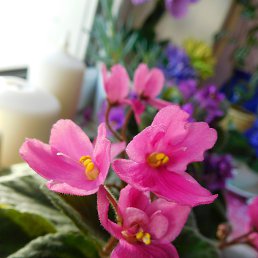 ���� ������ - ������� ����, ������ - ��������� 14 ������� 2016